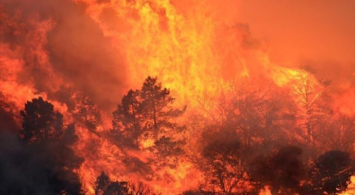 Kaliforniya&#039;da orman yangını: 24 ev kullanılamaz hale geldi