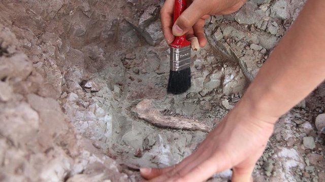 Çin&#039;de dinozor fosili bulundu