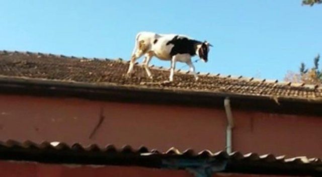Kesilmek istemeyen hayvan mezbahanın çatısına çıktı...