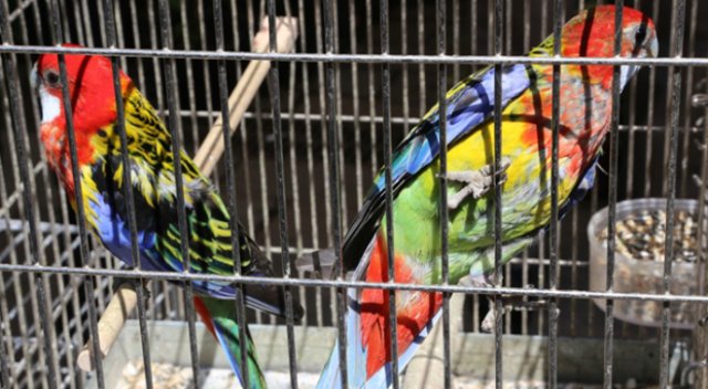 Suriye sınırında 150 papağan yakalandı