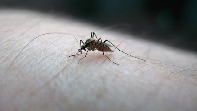 Zika virüsüyle mücadele