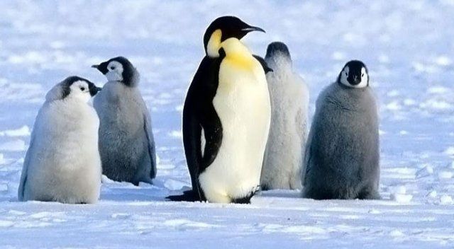 Antarktika&#039;da 150 bin penguen öldü