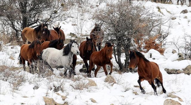 Murat Dağı&#039;nda yılkı atları koloni halinde görüntülendi