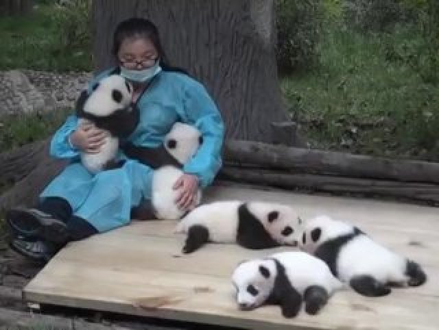 Panda bakıcısı yılda 32 bin dolar kazanıyor