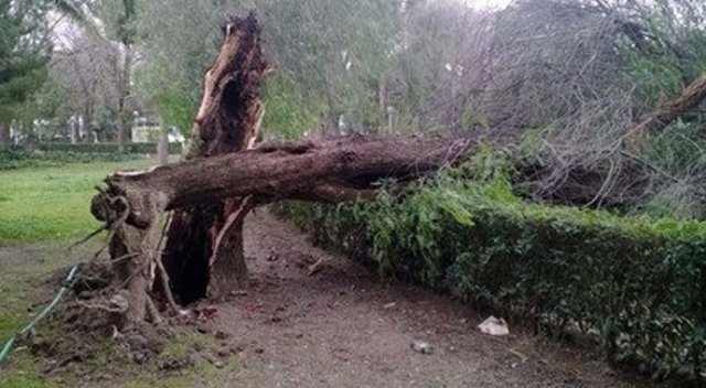 Maltepe&#039;de ağaç devrildi