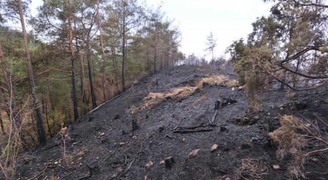 Osmaniye&#039;de 10 hektar orman yandı