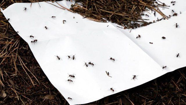 &quot;Kırmızı karıncalar&quot; zararlı böceklerle mücadele için yollarda