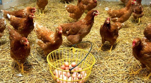 Afyonkarahisar yumurta tavuğu üretiminde birinci sırada