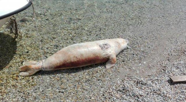 Nesli tükenmekte olan Akdeniz foku Bodrum kıyılarına vurdu
