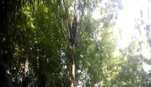 Ağaçtaki kediyi kurtardı kendi mahsur kaldı