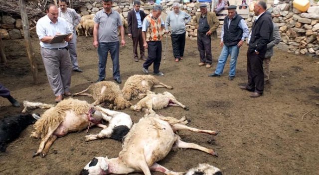 Ahıra saldıran kurtlar 21 koyunu telef etti