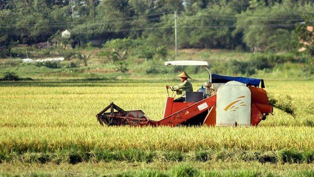 Çin&#039;de 8 bin yıllık pirinç tarlası bulundu