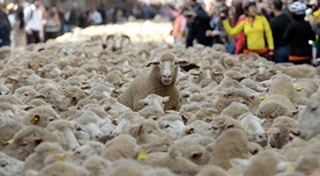 Esrar yiyen koyunlar ortalığı birbirine kattılar