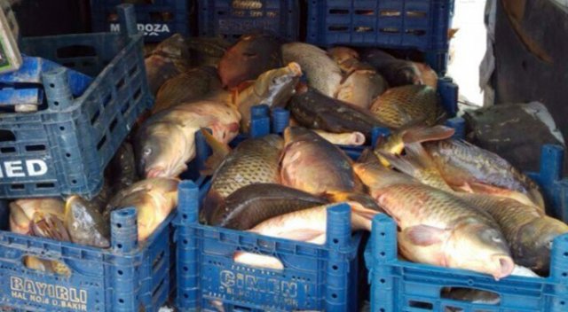 Kaçak yakalanan 2 ton sazan balığı imha edildi