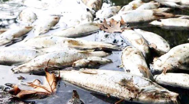 Muğla&#039;da toplu balık ölümleri