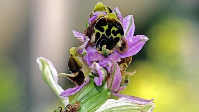 Baraj suları altında kalacak Frigya orkidesi taşındı