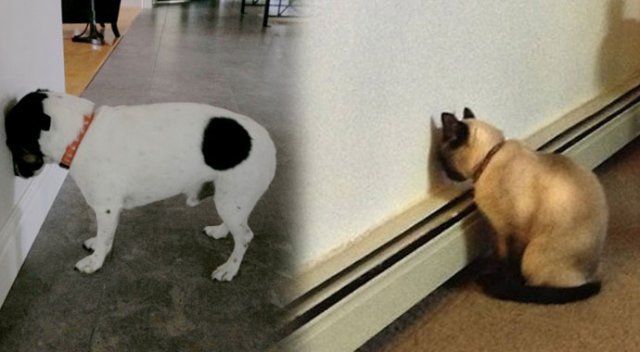Başını duvara yaslayan kedi ya da köpek görürseniz dikkat!