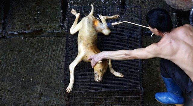 Çin&#039;de vahşet! Köpek eti festivali başladı