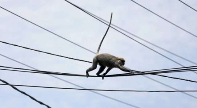 Haylaz maymun, Kenya&#039;yı elektriksiz bıraktı