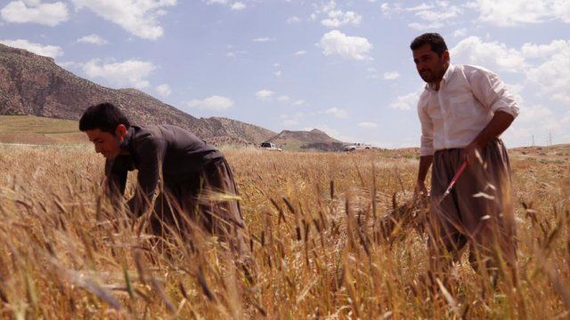 İranlı şirketler Irak&#039;ta tarım arazileri kiralıyor