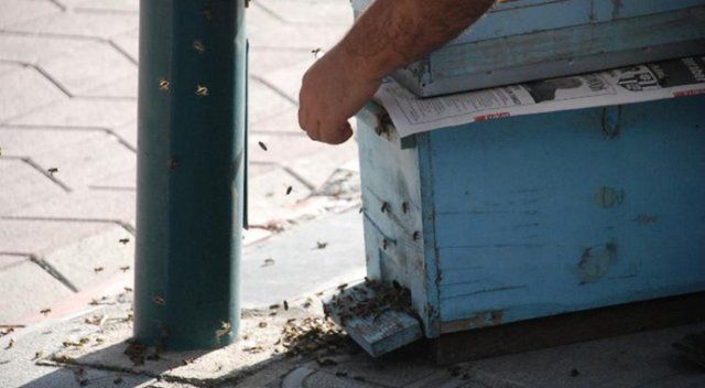 Kovandan firar eden arılar şehir merkezine daldı