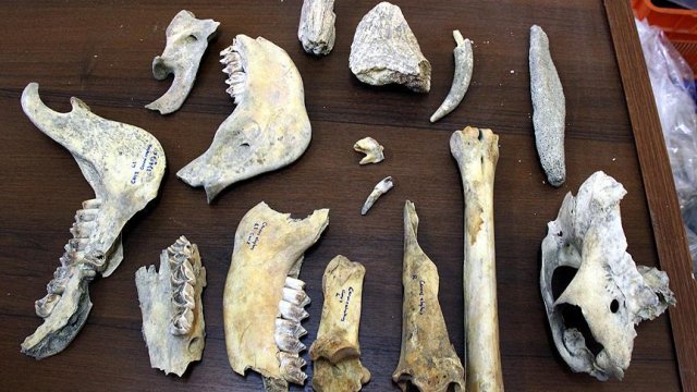 Van&#039;da Demir Çağı&#039;na ait kızıl geyik iskeleti bulundu