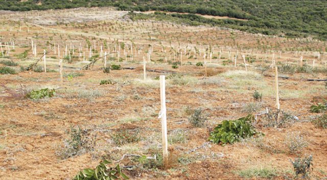 Bin 138 ceviz ağacı bir gecede katledildi