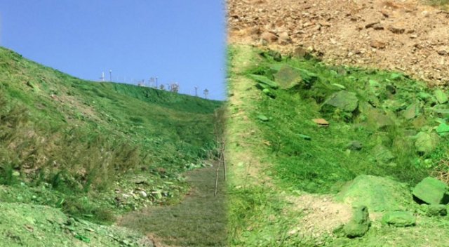 CHP&#039;li belediyenin doğa anlayışı: Yeşile boyamak