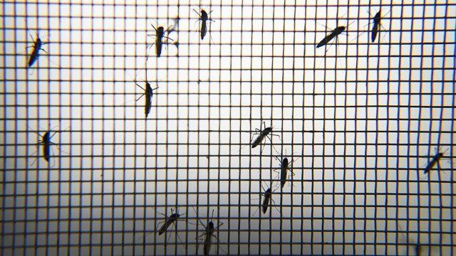 Zika&#039;yla &#039;sivrisinek ordusu&#039; mücadele edecek