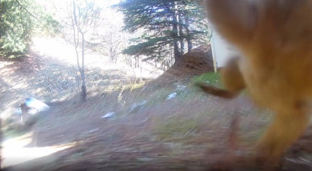 Araştırma görevlisinin kamerasına atlayan sincap tıklanma rekoru kırıyor