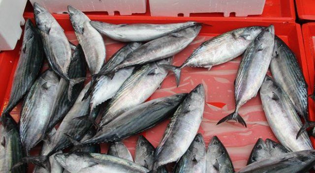 Denizlerdeki balık stoğunun yüzde 31&#039;i tükendi