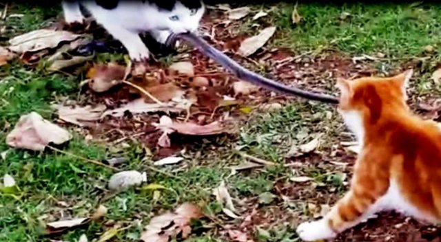 Kedilerin yılan kavgası kameralara böyle yansıdı