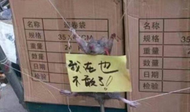 Çin’de pirinç çalan fareye ceza
