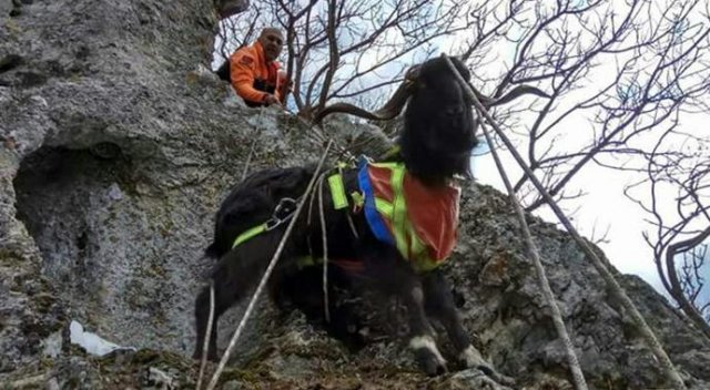 Dağda mahsur kalan keçiyi AFAD kurtardı