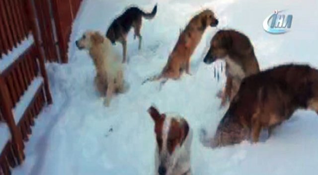 Felçli köpeklerin barınakta karla oynayarak eğlenmeleri yürekleri ısıttı
