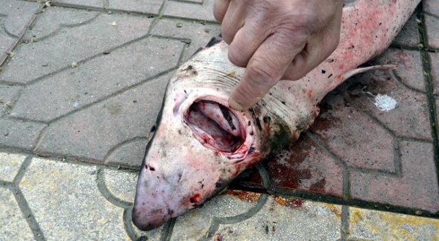 Karadeniz&#039;de köpek balığı yakalandı