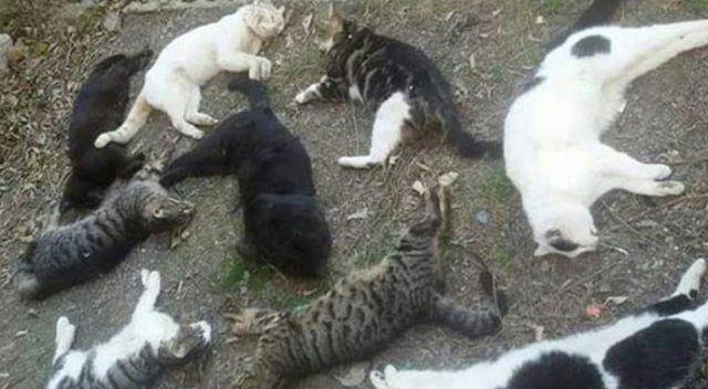 Antalya&#039;da katliam, kedileri zehirleyerek öldürüyorlar