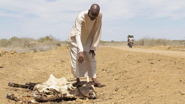 Kenya&#039;da vahşi yaşam kuraklık tehdidi altında