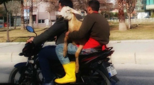 Koyunu kucakladıkları gibi motosikletle yola çıktılar!