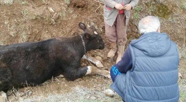 Trafik kazasında sıkışan ineği itfaiye kurtardı
