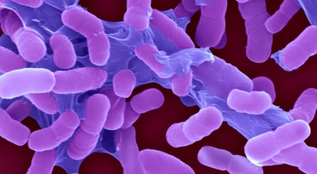 Uzmanlar uyardı: Yeni bakteriler kanserden bile tehlikeli