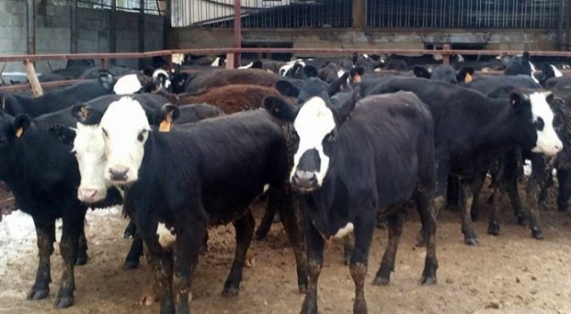 Yerli sığır fiyatı yüzde 26,3 arttı