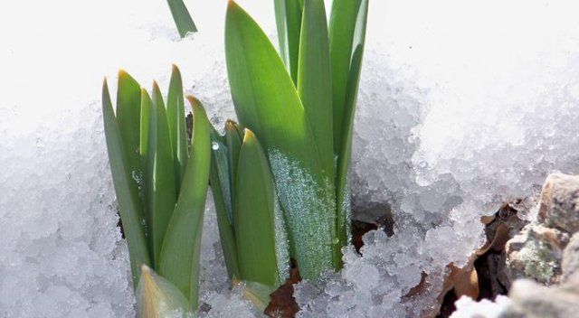 Kar eridi çiriş bitkisi ortaya çıktı