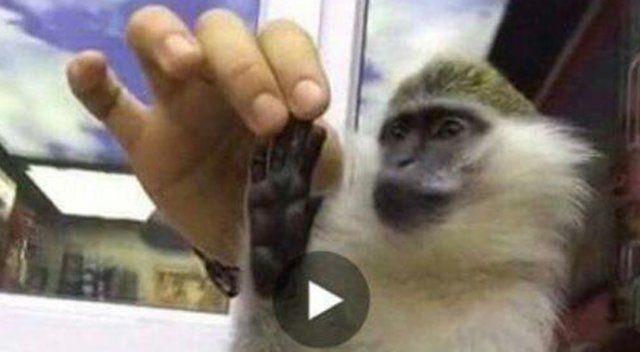 Yasa dışı maymun satanlara suçüstü