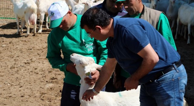4 bin lira maaşla çoban yetiştiriyorlar