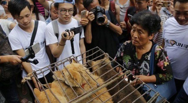 Çin’de ’Yulin Köpek Eti Festivali’ yasaklandı