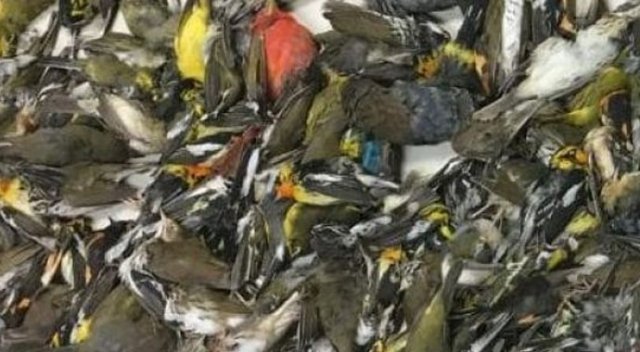 Gökdelene çarpan yüzlerce göçmen kuş öldü
