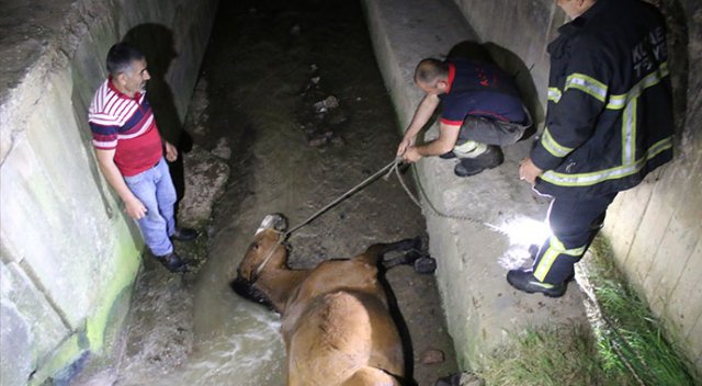 Su kanalına düşen at kurtarıldı