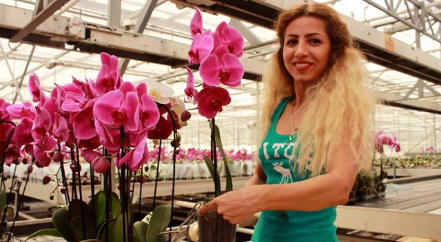 Yalova&#039;da yılda 1 milyon 500 bin yerli orkide üretiyor