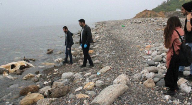 Zonguldak&#039;ın Kozlu ilçesinde sahile ölü inek vurdu
